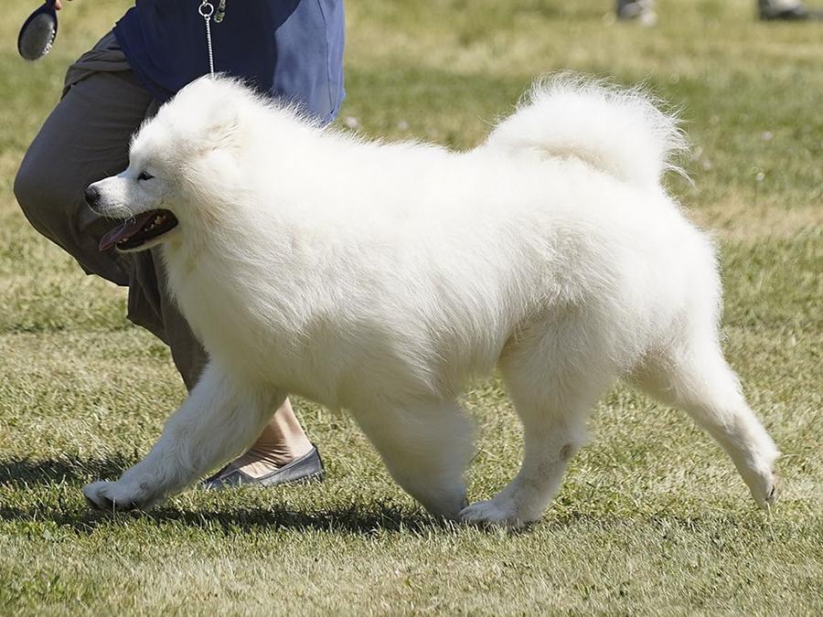 CORLEONE Raising Fluffy | Samoyed 