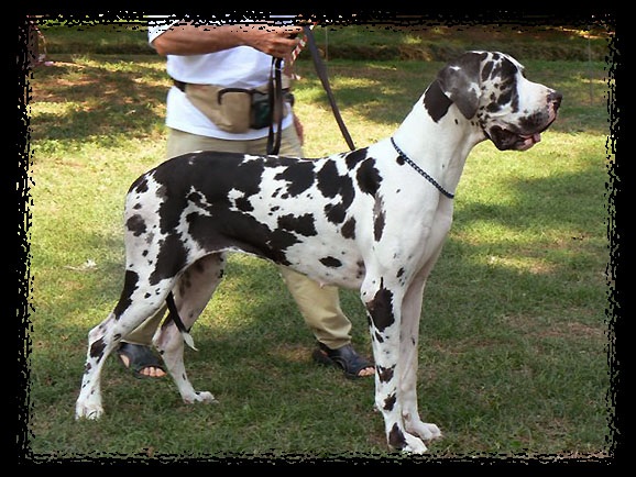 Andromaca-A Del Castello Delle Rocche | Great Dane 