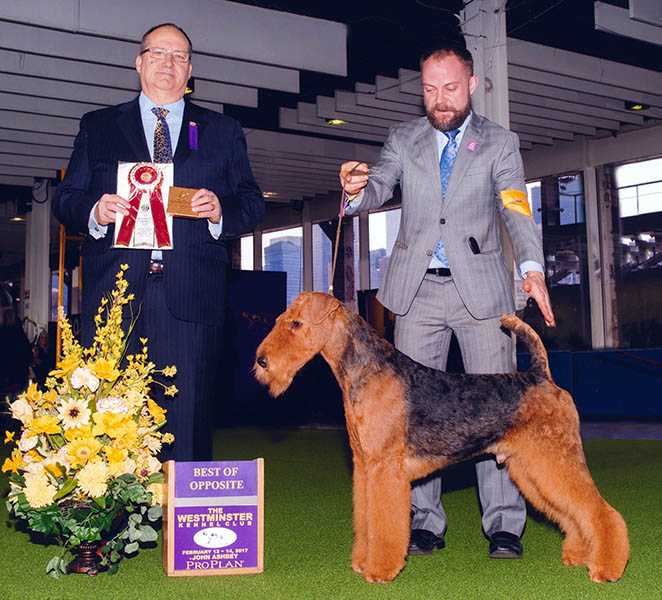 Joval Must Be Magic | Airedale Terrier 