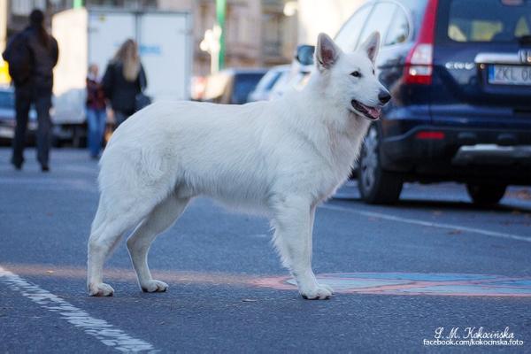 ELDAMAR Lohrien | White Swiss Shepherd Dog 