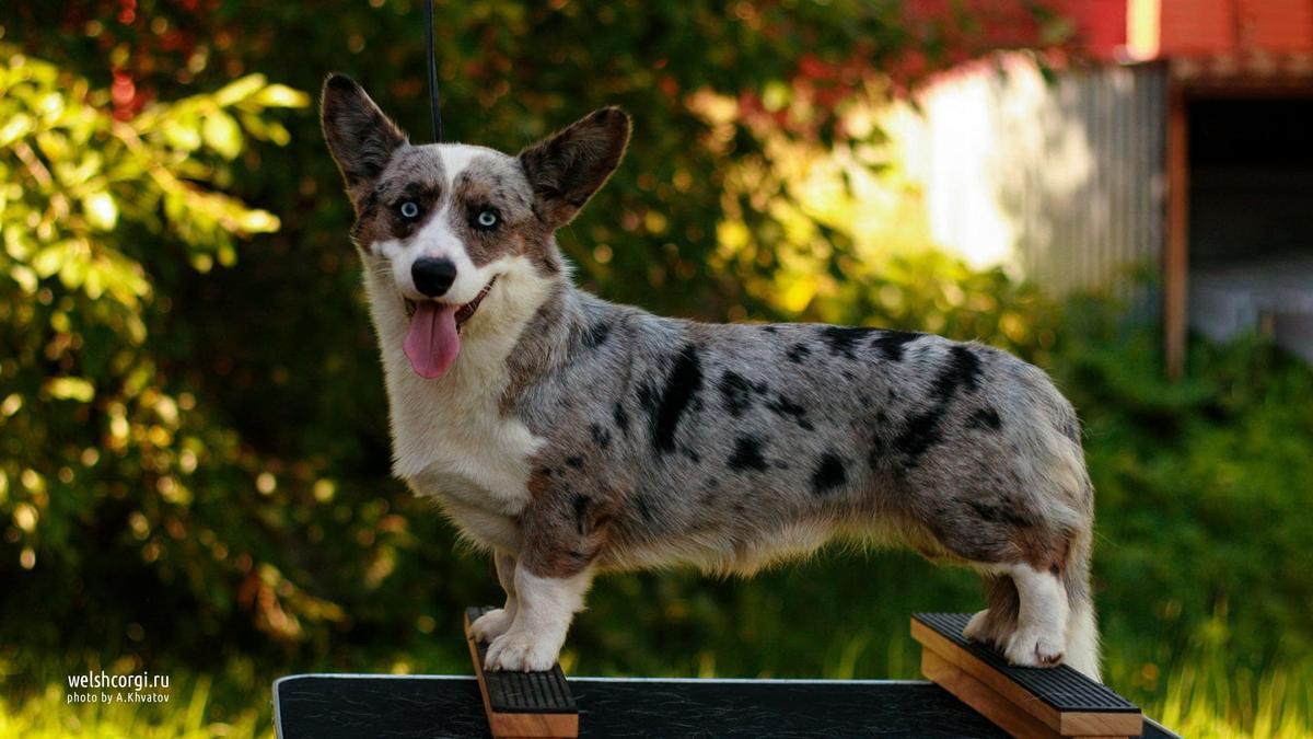 Aentwy Ultramarine | Cardigan Welsh Corgi 