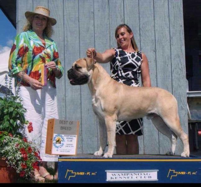 BANSTOCK N HIGHPOINT GUARDIAN OF THE GALAXY | Bullmastiff 