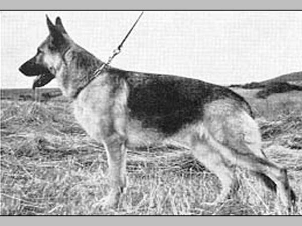 Renata de la Louve Romaine | German Shepherd Dog 