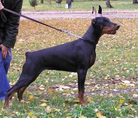 Finka-Fimochka Legrant | Black Doberman Pinscher