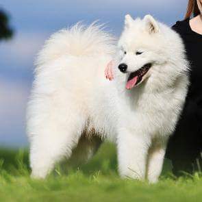 GinisSamojede Harmony Falero | Samoyed 