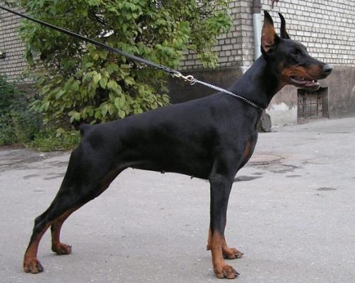 Falija-Flox Legrant | Black Doberman Pinscher