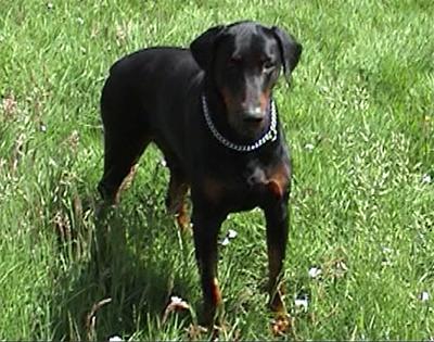 Jazzoo Scuba v.d. Westflinge | Black Doberman Pinscher