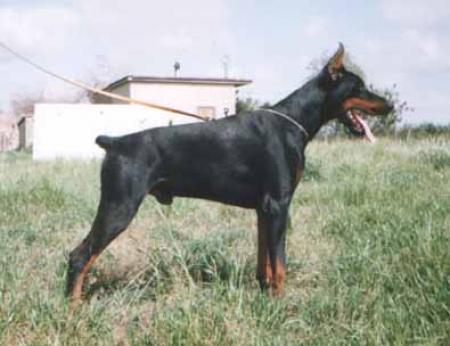 El Nino Casa di Oz | Black Doberman Pinscher