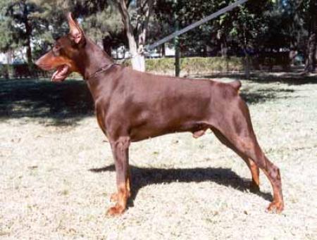 Elias Casa di Oz | Brown Doberman Pinscher