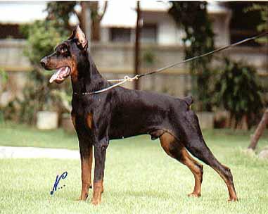 Excalibur Casa di Oz | Black Doberman Pinscher