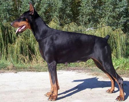 Dark Hill Belona | Black Doberman Pinscher