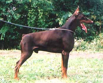 Gilgamesh Casa di Oz | Brown Doberman Pinscher