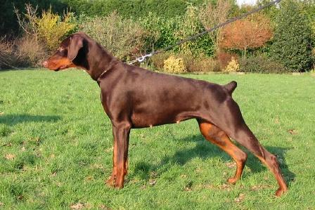 Game Casa di Oz | Brown Doberman Pinscher