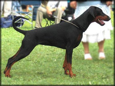Dinico Vonna Valentina | Black Doberman Pinscher