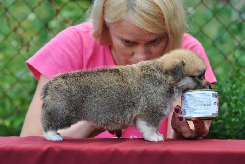 Shantal z Azovskogo Berega | Pembroke Welsh Corgi 