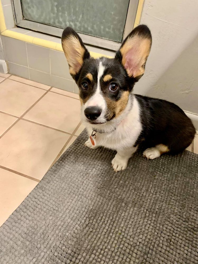 Diamonds In The Ruff Under The Willow Tree | Pembroke Welsh Corgi 