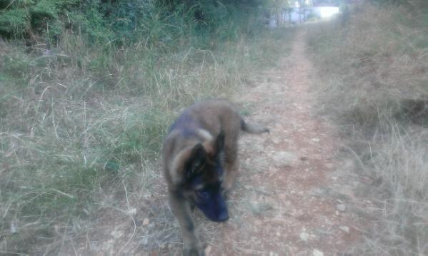 Fight Alen's Hof | German Shepherd Dog 