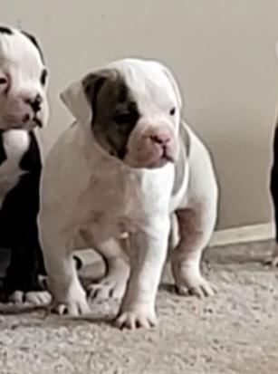 YAB'S BLUE BELL | American Bulldog 