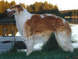 Darbaschan's Scotch Amber | Borzoi 