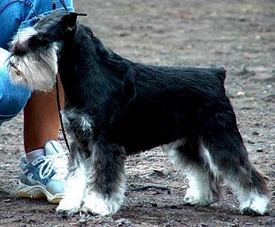 Boltres MIRANDA | Miniature Schnauzer 