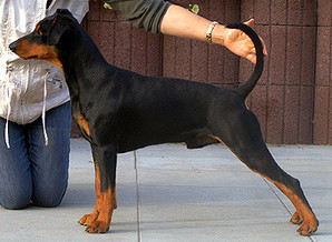 FINLEY vom Rittmeister | German Pinscher 