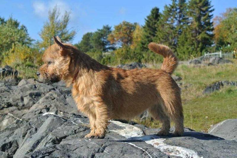 RUS Kornels Bezuprechnaya Igra | Norwich Terrier 