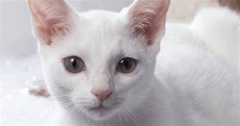 Russian White, Russian Black, Russian Tabby