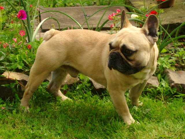 Ungaro Lou pichot tresor | French Bulldog 