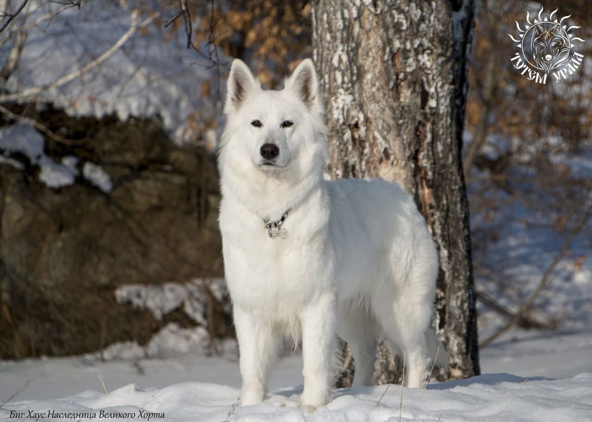 Big Hauz Naslednitsa Velikogo Horta | White Swiss Shepherd Dog 