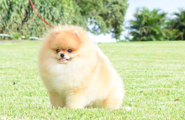 Mythical Cutest Liar On Earth | Pomeranian 