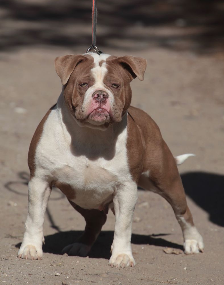 Ostergaard's Emma | Olde English Bulldogge 