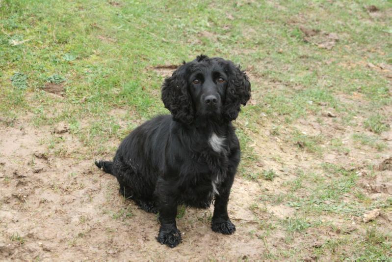 McRidgeness Summer | English Cocker Spaniel 