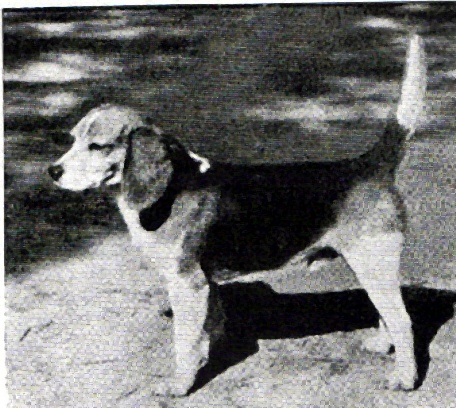 Contentnea Jack II | Beagle 