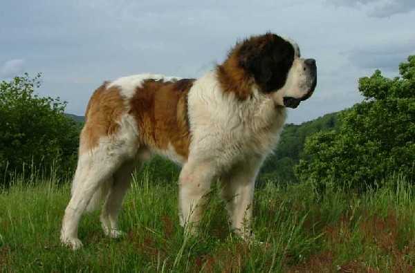 Nesty vom Fugerhof | Saint Bernard 