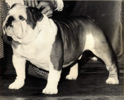 Marinebull's All The Way | Bulldog 