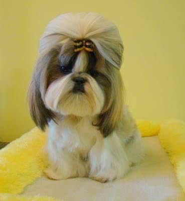 CRAVEN´S IBIZA | Shih Tzu 