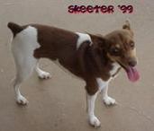 J P Skeeter | Rat Terrier 