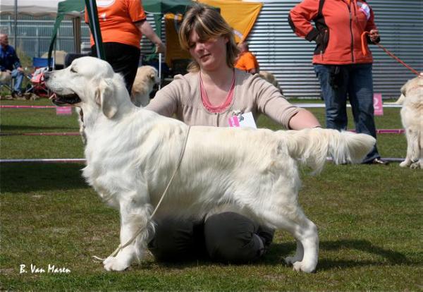 Dewmist Rainbow Warrior | Golden Retriever 