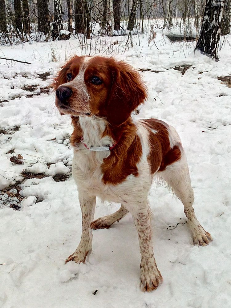 Polya Rossii BRID LE BEN | Brittany 