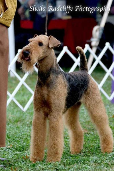 Kairk's Hazel Blue Justice | Airedale Terrier 