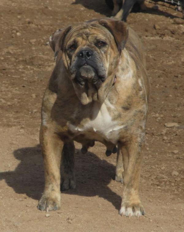 Lockdown Bullz Metallica | Olde English Bulldogge 