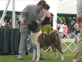 Yunichiro Von Dabuso | Akita 