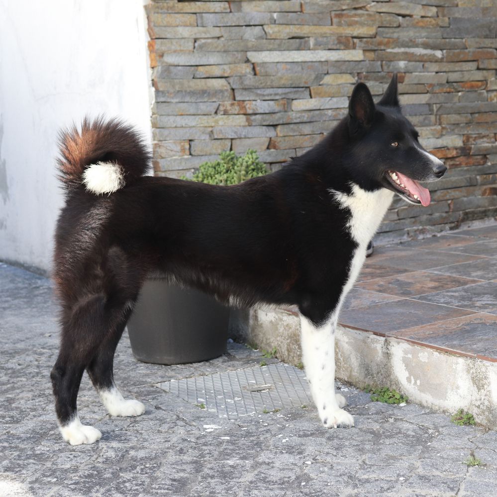 Anastasia Da Villa Saloia | Karelian Bear Dog 