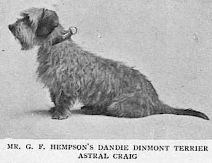 Astral Craig | Dandie Dinmont Terrier 