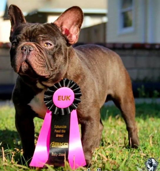 Chocomil | French Bulldog 