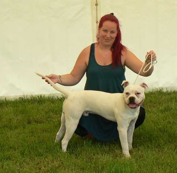 VagusDogs GangBang | American Bulldog 