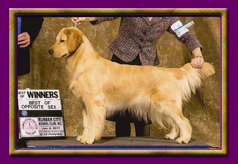 MASTERS FUTURA U GO, GIRL | Golden Retriever 