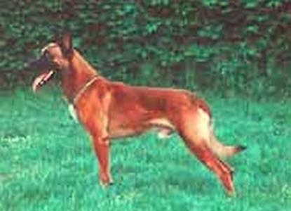 Iron vom Roten Falken | Belgian Malinois 