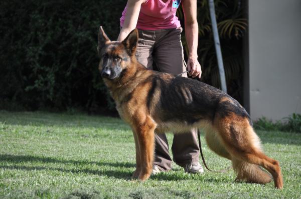 Sunhaze Cheezel BSCL1 | German Shepherd Dog 
