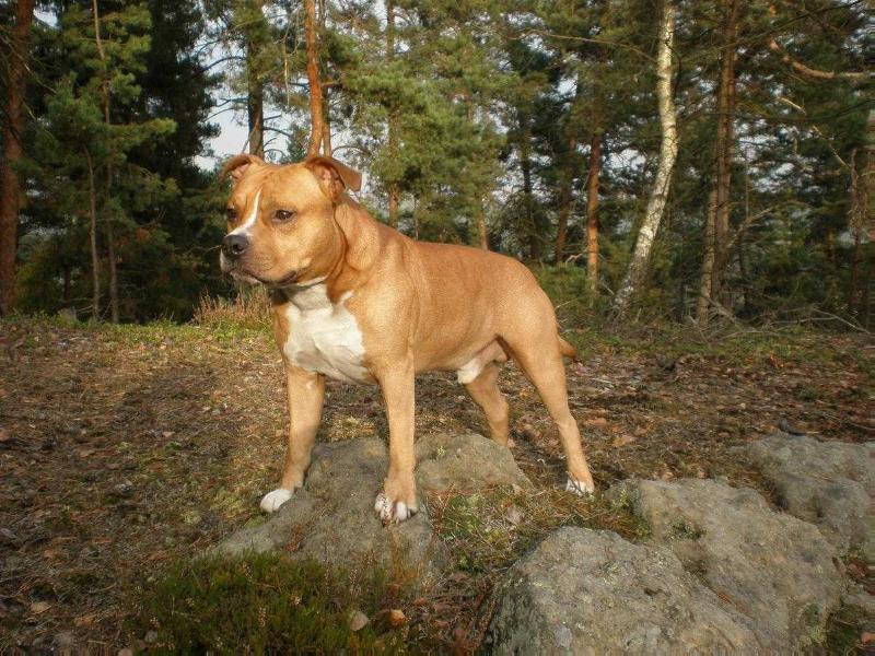 Penn Dragon Neptunium | American Staffordshire Terrier 